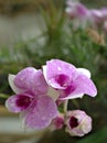 Closeup macro purple Dendrobium bigibbum cooktown orchids flower with water drops and blurred background, soft focus ,sweet color Royalty Free Stock Photo