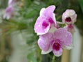 Closeup macro purple Dendrobium bigibbum cooktown orchids flower with water drops and blurred background, soft focus ,sweet color Royalty Free Stock Photo