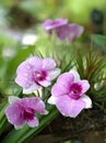 Closeup macro purple Dendrobium bigibbum cooktown orchids flower with water drops and blurred background, soft focus ,sweet color Royalty Free Stock Photo