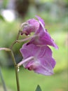 Closeup macro purple Dendrobium bigibbum cooktown orchids flower with water drops and blurred background, soft focus ,sweet color Royalty Free Stock Photo