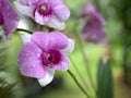 Closeup macro purple Dendrobium bigibbum cooktown orchids flower with water drops and blurred background, soft focus ,sweet color Royalty Free Stock Photo