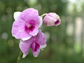 Closeup macro purple Dendrobium bigibbum cooktown orchids flower with water drops and blurred background, soft focus ,sweet color Royalty Free Stock Photo