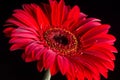 Closeup macro of red gerbera over black background Royalty Free Stock Photo
