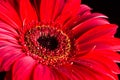 Closeup macro of red gerbera over black background Royalty Free Stock Photo