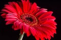 Closeup macro of red gerbera over black background Royalty Free Stock Photo
