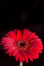 Closeup macro of red gerbera over black background Royalty Free Stock Photo