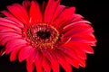 Closeup macro of red gerbera over black background Royalty Free Stock Photo