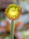 Closeup macro red Transvaal Gerbera daisy flower plants in garden  and soft focus on sweet  blurred background Royalty Free Stock Photo