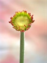Closeup macro red Transvaal Gerbera daisy flower plants in garden  and soft focus on sweet  blurred background Royalty Free Stock Photo