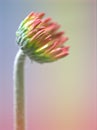 Closeup macro red Transvaal Gerbera daisy flower plants in garden  and soft focus on sweet  blurred background Royalty Free Stock Photo