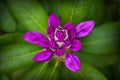 Closeup macro of Rhododendron purple flower budding Royalty Free Stock Photo