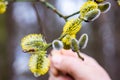 Closeup macro of salix caprea during march blooming. Branch held by man`s hand. Shallow depth of field. Nature awakes in spring.