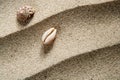 Closeup macro shell sea snail beach sand wavy Royalty Free Stock Photo