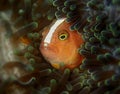 Closeup and macro shot of Amphiprion perideraion also known as the pink skunk clownfish or pink anemonefish during a leisure dive.