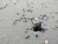 Ants collecting wheat grains.