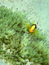 Barrier Reef anemonefish or Amphiprion akindynos during a leisure dive in Tunku Abdul Rahman Park, Kota Kinabalu. Sabah, Malaysia. Royalty Free Stock Photo