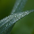 Dew on Blade of Grass Royalty Free Stock Photo