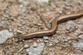 Closeup macro shot of beautiful blindworm