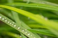 Closeup macro shot of beautiful dewdrops on green blades of grass