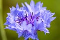 Closeup macro shot of beautiful purple wildflower in the garden Royalty Free Stock Photo