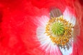 Closeup or macro shot of beautiful red opium flower .