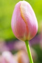 Closeup Macro Shot of Classical Tulips Selectives Shot Against Blurred Background