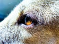 A closeup macro shot of a dog eye Royalty Free Stock Photo