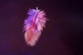 Closeup macro shot of a falling feather in a dark environment