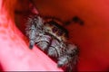 Closeup macro shot of a female regal jumping spider on a flower petal Royalty Free Stock Photo