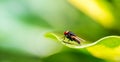 Closeup macro shot of a fly sitting on a leaf Royalty Free Stock Photo