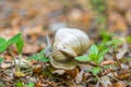 Closeup macro shot of Grape Snail in the forest eating leaves Royalty Free Stock Photo