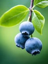 Closeup macro shot of healthy blueberries on a branch in green background Royalty Free Stock Photo