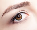 Closeup macro shot of human brown female eye. Woman with natura Royalty Free Stock Photo