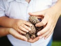 Closeup macro shot image of child with mother parent holding a bunch of pine cones