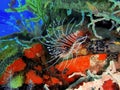 The lionfish and also called zebrafish, firefish, turkeyfish or butterfly-cod during a leisure dive in Tunku Abdul Rahman Park, Ko Royalty Free Stock Photo