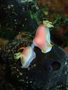 The mating nudibranch Hypselodoris bullockii