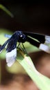 closeup macro shot of a navy blue dragonfly Royalty Free Stock Photo