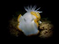 Closeup and macro shot of nudibranch Ardeadoris egretta during a leisure diving in Tunku Abdul Rahman Park, Kota Kinabalu. Sabah.