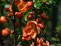 Closeup macro shot of Orange quince flowers and buds on branches of bush surrounded with green leaves