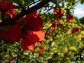 Closeup macro shot of Orange quince cydonia flowers and buds on branches of bush surrounded with green leaves Royalty Free Stock Photo