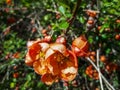 Closeup macro shot of Orange quince flowers and buds on branches of bush surrounded with green leaves