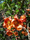 Closeup macro shot of Orange quince flowers and buds on branches of bush surrounded with green leaves