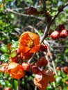 Closeup macro shot of Orange quince flowers and buds on branches of bush surrounded with green leaves