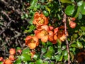 Closeup macro shot of Orange quince flowers and buds on branches of bush surrounded with green leaves