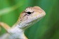 Closeup macro shot of Oriental garden lizard Royalty Free Stock Photo