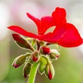 Closeup Macro Shot of Pelargonium or Garden Geranium Flowers of Angel Sort