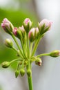 Closeup Macro Shot of Pelargonium or Garden Geranium Flowers of Angel Sort