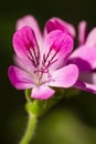 Closeup Macro Shot of Pelargonium or Garden Geranium Flowers of Capitcium Or Pink Sort Royalty Free Stock Photo