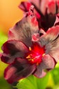 Closeup Macro Shot of Pelargonium or Garden Geranium Flowers of Dark Venus Sort