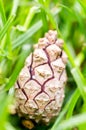 Closeup macro shot of pine cone Royalty Free Stock Photo